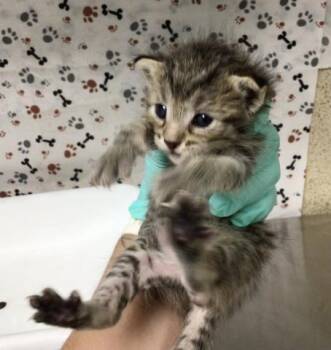 TEX -  Domestic Short Hair Cat for Adoption in Riverside, California - TEX | PetCurious