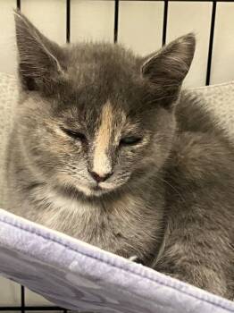 Rescue Russian Blue Cats for Adoption in Lunenburg, Massachusetts - Gummy Bear | PetCurious