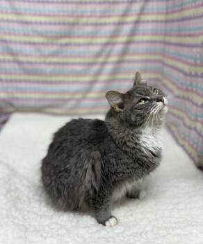Domestic Medium Hair Cats Available for Adoption - Gemma | PetCurious