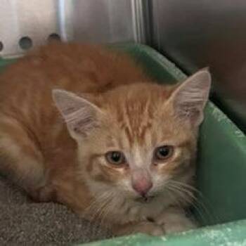 Fifa -  Domestic Short Hair Cat for Adoption in Norman, Oklahoma - Fifa | PetCurious