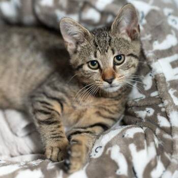 Heath -  Domestic Short Hair Cat for Adoption in Pittsburgh, Pennsylvania - Heath | PetCurious