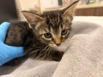 Domestic Short Hair Cats Available for Adoption in Baytown, Texas - MILKYWAY | PetCurious
