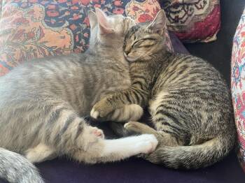 Doralee and Parton -  Domestic Short Hair Cat for Adoption in Seattle, Washington - Doralee And Parton | PetCurious