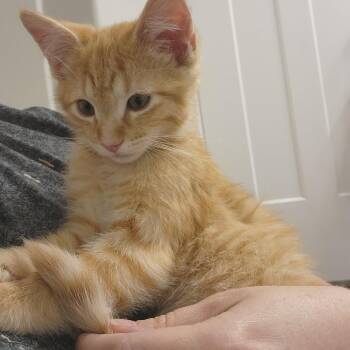 Flame Davis -  Domestic Short Hair Cat for Adoption in Eagle Mountain, Utah - Flame Davis | PetCurious
