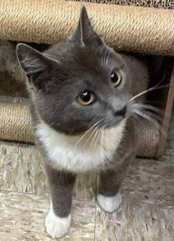 American Shorthair Cats Available for Adoption - CINDERFUR | PetCurious