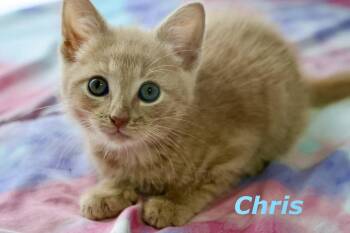 Chris -  Domestic Short Hair Cat for Adoption in Reston, Virginia - Chris | PetCurious