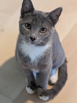 Rescue Domestic Short Hair Cats for Adoption in Grovetown, Georgia - CLOVE | PetCurious