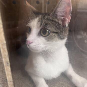 Lily -  Domestic Short Hair Cat for Adoption in Philadelphia, Pennsylvania - Lily | PetCurious