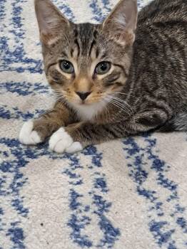 Domestic Short Hair Cats Available for Adoption - Razzle, Willow Grove Area (FCID 01/16/2026-146) | PetCurious