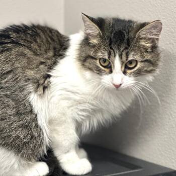 Domestic Short Hair Cats Available for Adoption - Athena | PetCurious