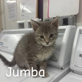 Jumba -  Domestic Short Hair Cat for Adoption in Buffalo, Minnesota - Jumba | PetCurious