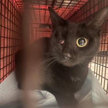Domestic Short Hair Cats Available for Adoption in Tampa, Florida - Missy | PetCurious