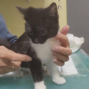 Domestic Short Hair Cats Available for Adoption in Falls Church, Virginia - Static | PetCurious