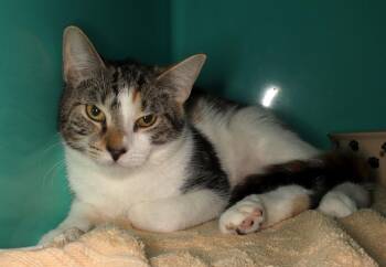 Dolly -  American Shorthair Cat for Adoption in Oakland Park, Florida - Dolly | PetCurious
