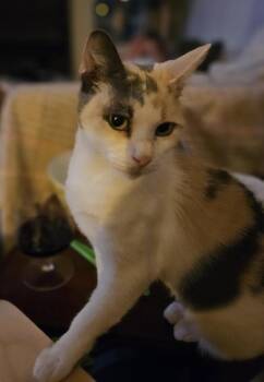 Olive -  Calico and Siamese Cat for Adoption in Liverpool, Texas - Olive | PetCurious