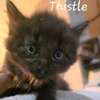 Thistle -  Domestic Medium Hair Cat for Adoption in Waldorf, Maryland - Thistle | PetCurious
