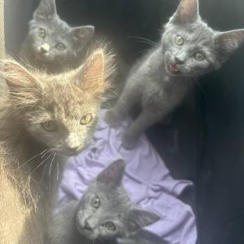 Eenie C11835 -  Domestic Short Hair Cat for Adoption - Eenie C11835 | PetCurious