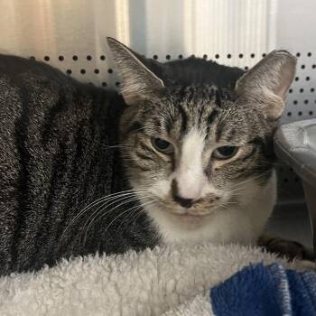 Mr. T -  Domestic Short Hair Cat for Adoption in Sarasota, Florida - Mr. T | PetCurious