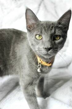 Rescue Domestic Short Hair Cats for Adoption in St. Peters, Missouri - SEELEY | PetCurious