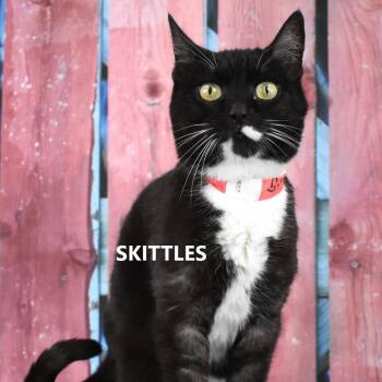 Skittles -  Domestic Short Hair Cat for Adoption in Yuma, Arizona - Skittles | PetCurious