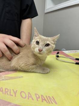 Hermes -  Domestic Short Hair Cat for Adoption in Marietta, Georgia - Hermes | PetCurious