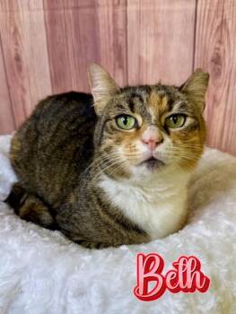 Domestic Short Hair Cats Available for Adoption - Beth | PetCurious