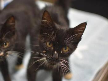 Michelle -  Domestic Short Hair Cat for Adoption in Portland, Oregon - Michelle | PetCurious