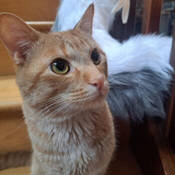 Domestic Short Hair Cats Available for Adoption in Evanston, Illinois - Cleric | PetCurious