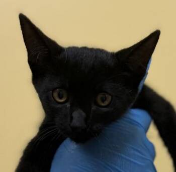 Binx -  Domestic Short Hair Cat for Adoption in Honolulu, Hawaii - Binx | PetCurious