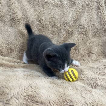 Rescue Domestic Short Hair Cats for Adoption in San Antonio, Texas - Sugar | PetCurious