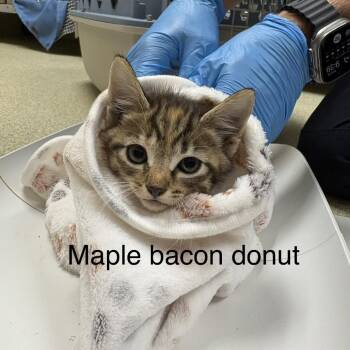 Maple Bacon Donut -  Domestic Medium Hair Cat for Adoption in Windsor, Virginia - Maple Bacon Donut | PetCurious