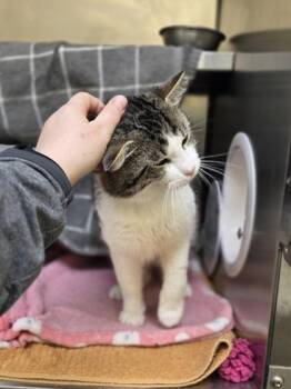 Babaloo -  Domestic Short Hair Cat for Adoption in Westland, Michigan - Babaloo | PetCurious