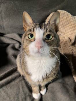 Domestic Short Hair Cats Available for Adoption in Stoughton, Wisconsin - Boo | PetCurious