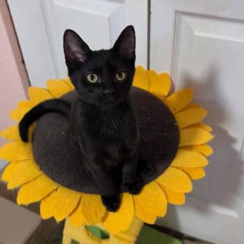 Duchess -  Domestic Short Hair Cat for Adoption in NEW PT RICHEY, Florida - Duchess | PetCurious