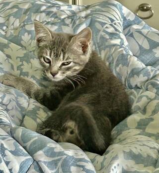 Rescue Domestic Short Hair Cats for Adoption in Little River, South Carolina - Pearl | PetCurious