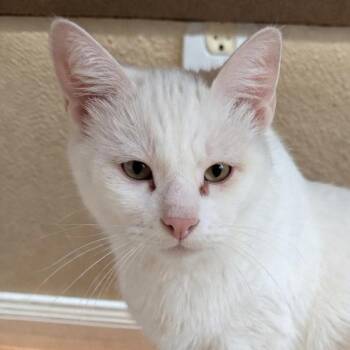 Domestic Short Hair Cats Available for Adoption - Mariah | PetCurious