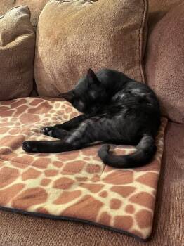Charlie -  Domestic Short Hair Cat Available for Adoption in New York, New York - Charlie | PetCurious