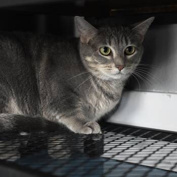 Amelia -  Domestic Short Hair Cat for Adoption in Liverpool, Texas - Amelia | PetCurious