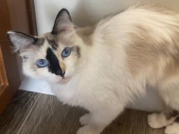 Domestic Medium Hair and Siamese Cats Available for Adoption in Chandler, Arizona - Maisie Wigglebottom | PetCurious