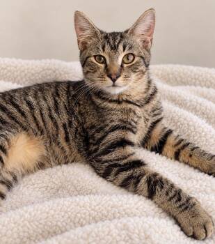 Lickitysplit -  Tiger Cat for Adoption in Boston, Massachusetts - Lickitysplit | PetCurious