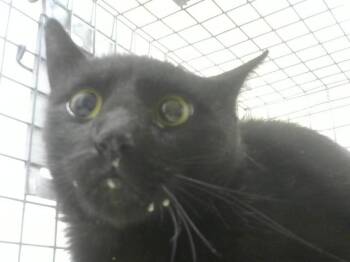 AVERY -  Domestic Medium Hair Cat for Adoption in Loveland, Colorado - AVERY | PetCurious