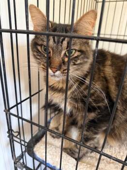 Domestic Medium Hair Cats Available for Adoption in Zimmerman, Minnesota - Olive | PetCurious