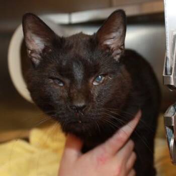 Sidekick -  Domestic Short Hair Cat for Adoption in Richmond, Virginia - Sidekick | PetCurious