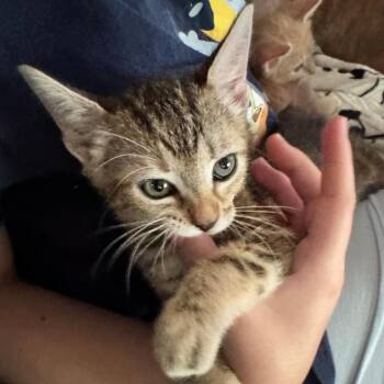 Phoebe -  Domestic Short Hair Cat for Adoption in San Antonio, Texas - Phoebe | PetCurious