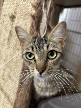 Rescue Domestic Short Hair Cats for Adoption in Mattoon, Illinois - Autumn (The Autumn Litter) | PetCurious