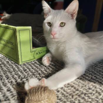 Domestic Short Hair Cats Available for Adoption - Beni | PetCurious