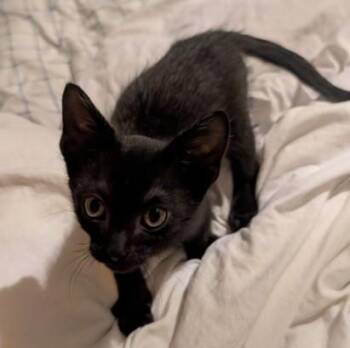Domestic Short Hair Cats Available for Adoption in San Antonio, Texas - SHRIMP | PetCurious