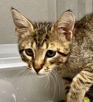 Simon -  Domestic Short Hair Cat for Adoption in Stratham, New Hampshire - Simon | PetCurious