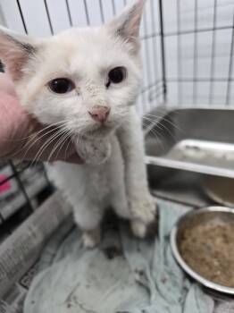 Rescue Domestic Short Hair Cats for Adoption in Evansville, Indiana - Puff Ball | PetCurious