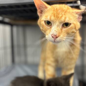 Domestic Short Hair Cats Available for Adoption - Cheeto | PetCurious